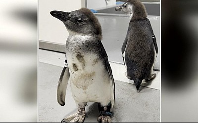 WATCH: Penguin who could barely walk gets life-saving surgery