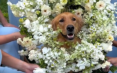 WATCH: Adorable dog wears bouquet as flower girl at wedding