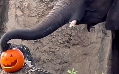 WATCH: Walt Disney World animals celebrate Halloween with pumpkins