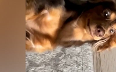 WATCH: 10 points to this dog that learned 'Harry Potter' Avada Kedavra spell as a trick