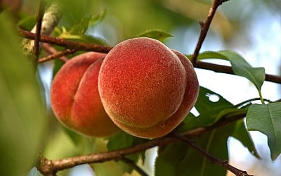 The Surprising Story of How Peaches Became an Icon of the U.S. Southeast