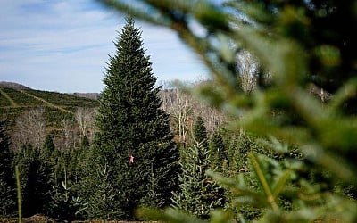 The White House’s Christmas tree is a symbol of resilience for hurricane-hit North Carolina farms