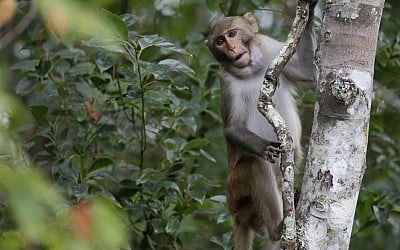 25 of 43 monkeys have been recovered after escaping a lab in South Carolina last week