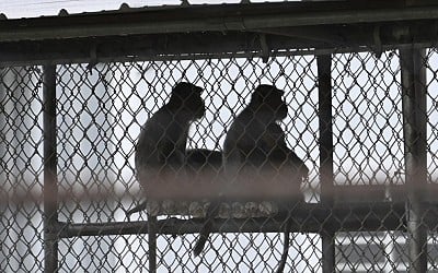 43 lab monkeys escaped in South Carolina. They have a legal claim to freedom.