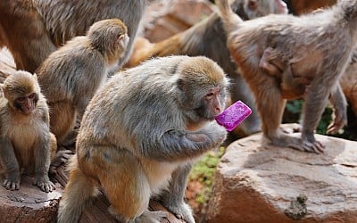 Tierische Flucht - Affen entkommen aus Forschungseinrichtung in Kalifornien