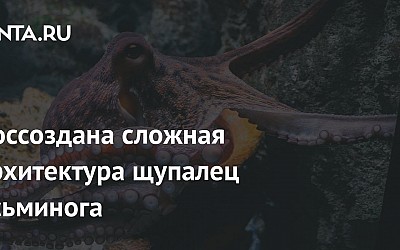 Воссоздана сложная архитектура щупалец осьминога