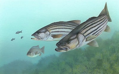 For 2nd year, Chesapeake Bay's striped bass population is down: Regulators will decide if more rules are needed