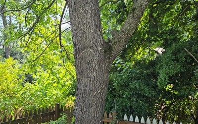 Benjamin Fairfax Family Cemetery in Fairfax, Virginia