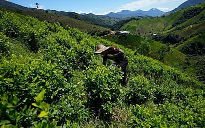 “Colombia, la produzione di cocaina è aumentata del 53%”: il rapporto dell’Onu