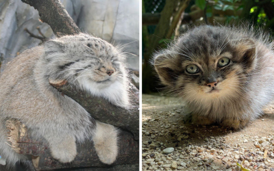 20 Pictures of Purrfect Pallas' Cats to Soften Your Arrival to the Work Week With an Adorable Abundance Floofy Fluffballs