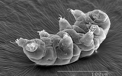 New Species of Tardigrade Displays Superhero-Like Healing Ability