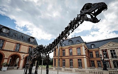 20 Meter langes Dino-Skelett versteigert: Neuer Besitzer für "Vulcain"