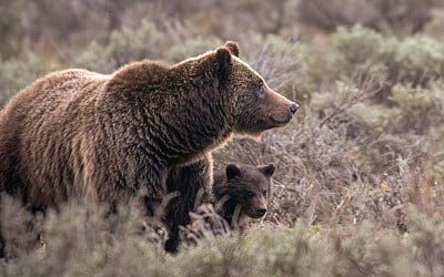 World famous grizzly bear fatally struck in Wyoming