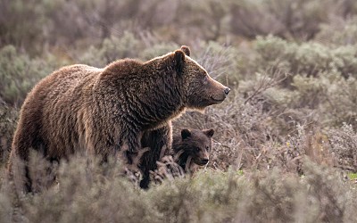 World famous grizzly bear fatally struck in Wyoming