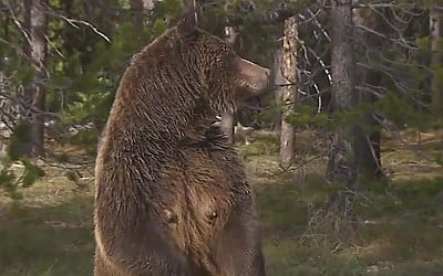 Grizzly Bear 399 fatally struck by car in Wyoming