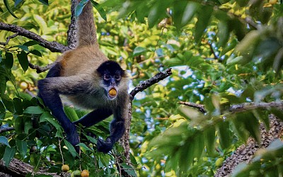 Ce que l’alcool fait vraiment aux animaux sauvages : révélations surprenantes