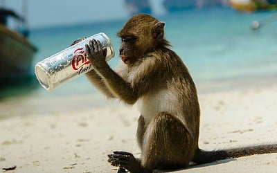 L'humain n'est pas la seule espèce à consommer de l'alcool, mais quel est l'animal qui le tient le mieux?