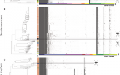 MosAIC: An annotated collection of mosquito-associated bacteria with high-quality genome assemblies