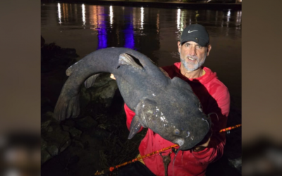 Fisherman wrangles massive catfish in Downtown Wichita