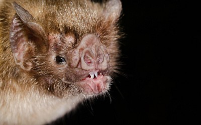 De nouveaux secrets des chauves-souris vampires révélés grâce à des tapis roulants