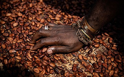 How Climate Change Ties To World Chocolate Output And Higher Prices