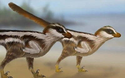 Preserved tracks suggest non-avian dinosaurs used their wings to run