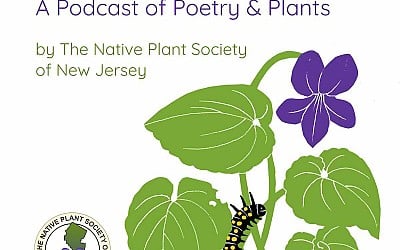 poetry and nature combine in ‘the wildstory’ podcast