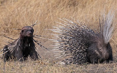 The Final 25 Images of Wildlife Photographer of the Year People’s Choice Award 2024