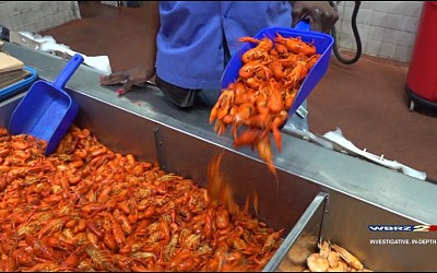 LSU AgCenter crawfish agent gives outlook on crawfish season