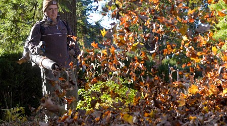 Do you really have to rake your leaves? Like, really?