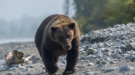 Deer hunter mauled to death by bear in Alaska, troopers say