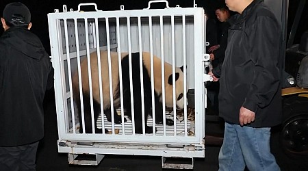 WATCH: 2 giant pandas headed from China to the National Zoo in Washington DC