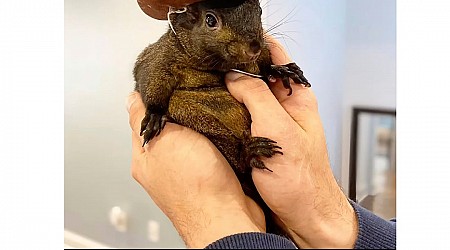 Instagram-famous squirrel named Peanut seized by New York state authorities