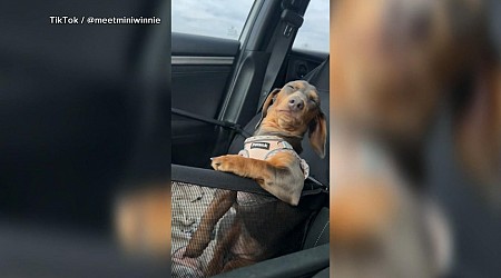 WATCH: Miniature dachshund refuses to take a nap