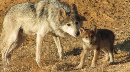 At least 21 endangered wolves killed as controversy flares