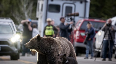 Cub of Wyoming grizzly No. 399 unseen since mom's death but odds look good