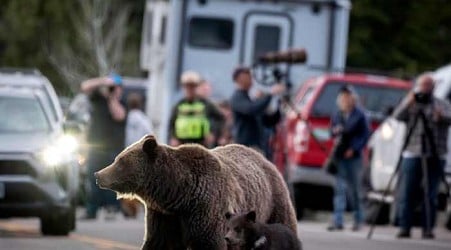 A cub of famous Wyoming grizzly No. 399 has been unseen since his mom's death but odds look good