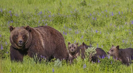 Famed Grand Teton 'Grizzly 399' struck, killed by vehicle