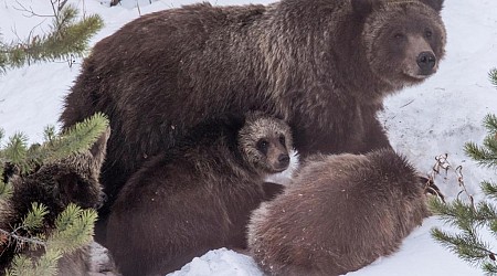 Grand Teton grizzly bear that delighted visitors is killed in Wyoming