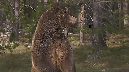 Grizzly Bear 399 fatally struck by car in Wyoming