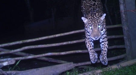 For ranchers in Costa Rica, jaguars and pumas become unexpected allies