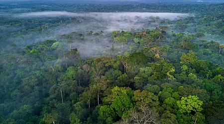 One in Three Tree Species Is at Risk of Extinction