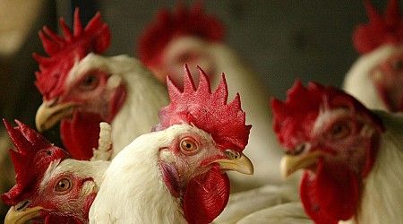 The US Is Loading Up on Bird Flu Vaccine