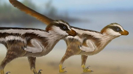 Preserved tracks suggest non-avian dinosaurs used their wings to run