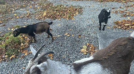 Three goats and a dog wander to Massachusetts fire station