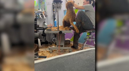 Animal law enforcement opens investigation into local pet groomer after viral video