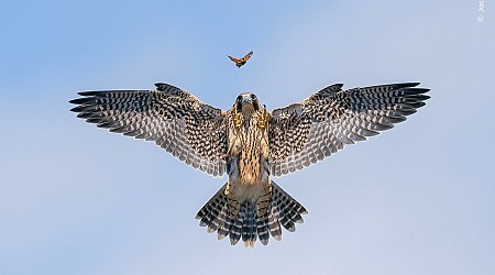 Wildlife Photographer of the Year Winning Images Show the Beauty of Life and Death