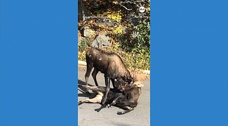 WATCH: Bull moose go antler-to-antler in Alaska neighborhood