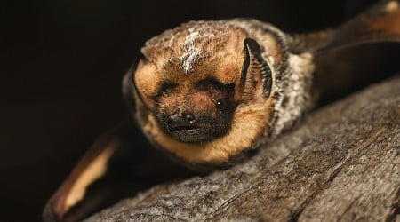 He’s fast, feisty and could play Quidditch. Meet the bat that won a beauty contest