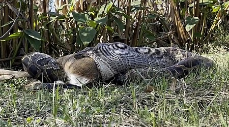 WATCH: Florida’s 'serial killer' python population is swallowing deer, gators